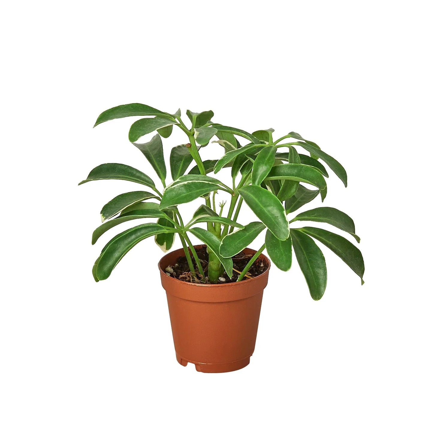 Schefflera Arboricola 'Umbrella' 3"