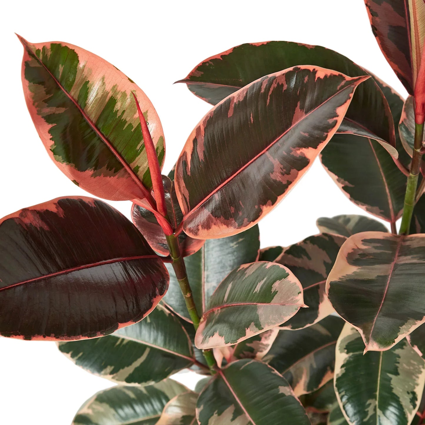 Ruby Ficus