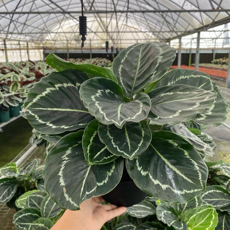 Calathea Green Goddess 6"