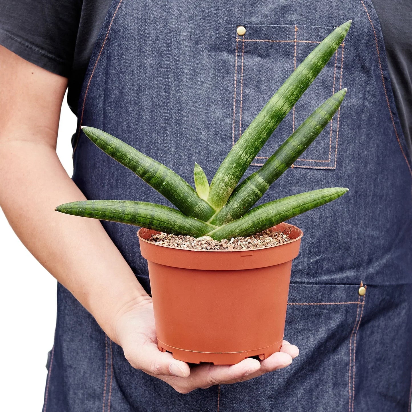 Starfish Snake Plant 6"