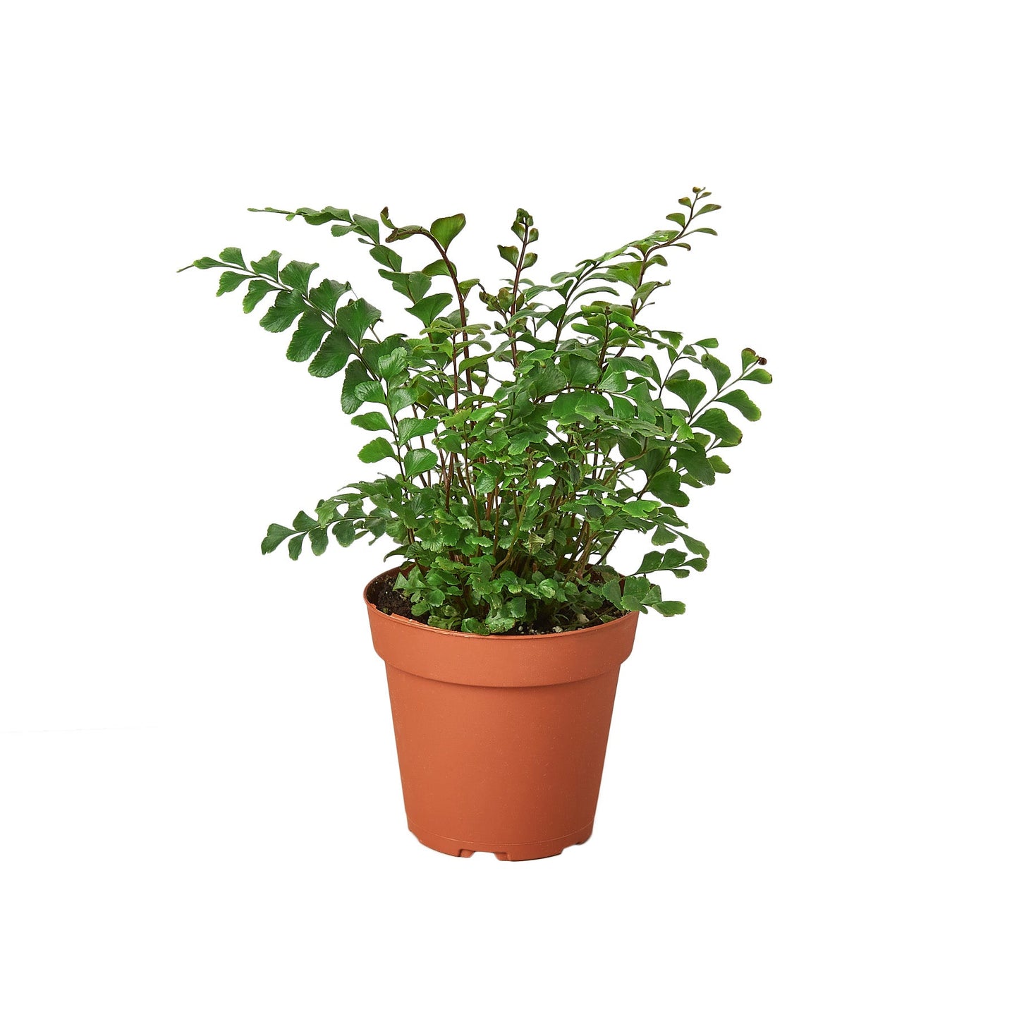 Mahogany Maidenhair Fern