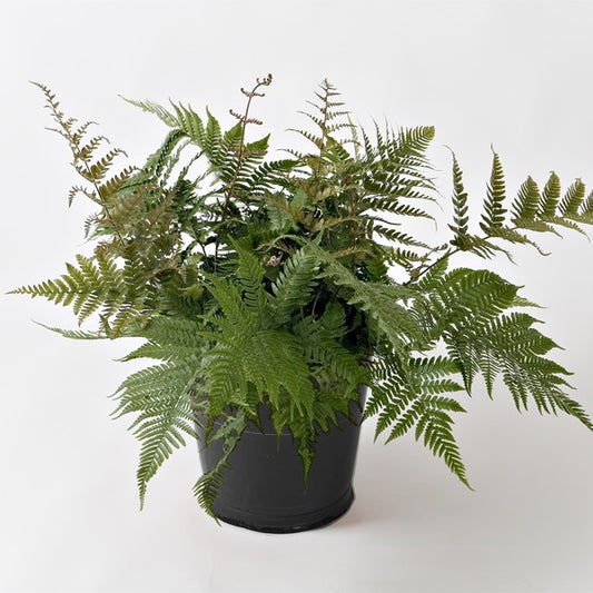 Korean Rock Fern