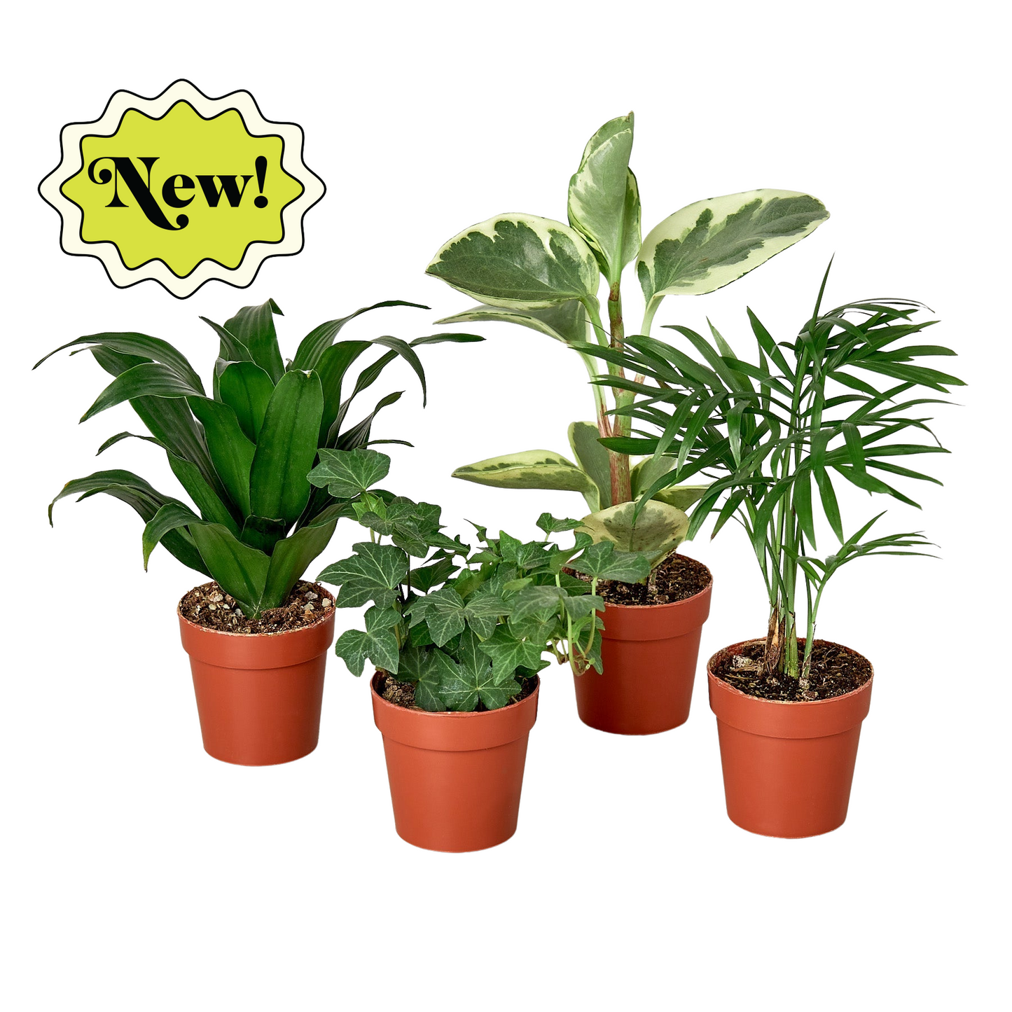 3" Tropical Plant Variety Bundle - 4pk