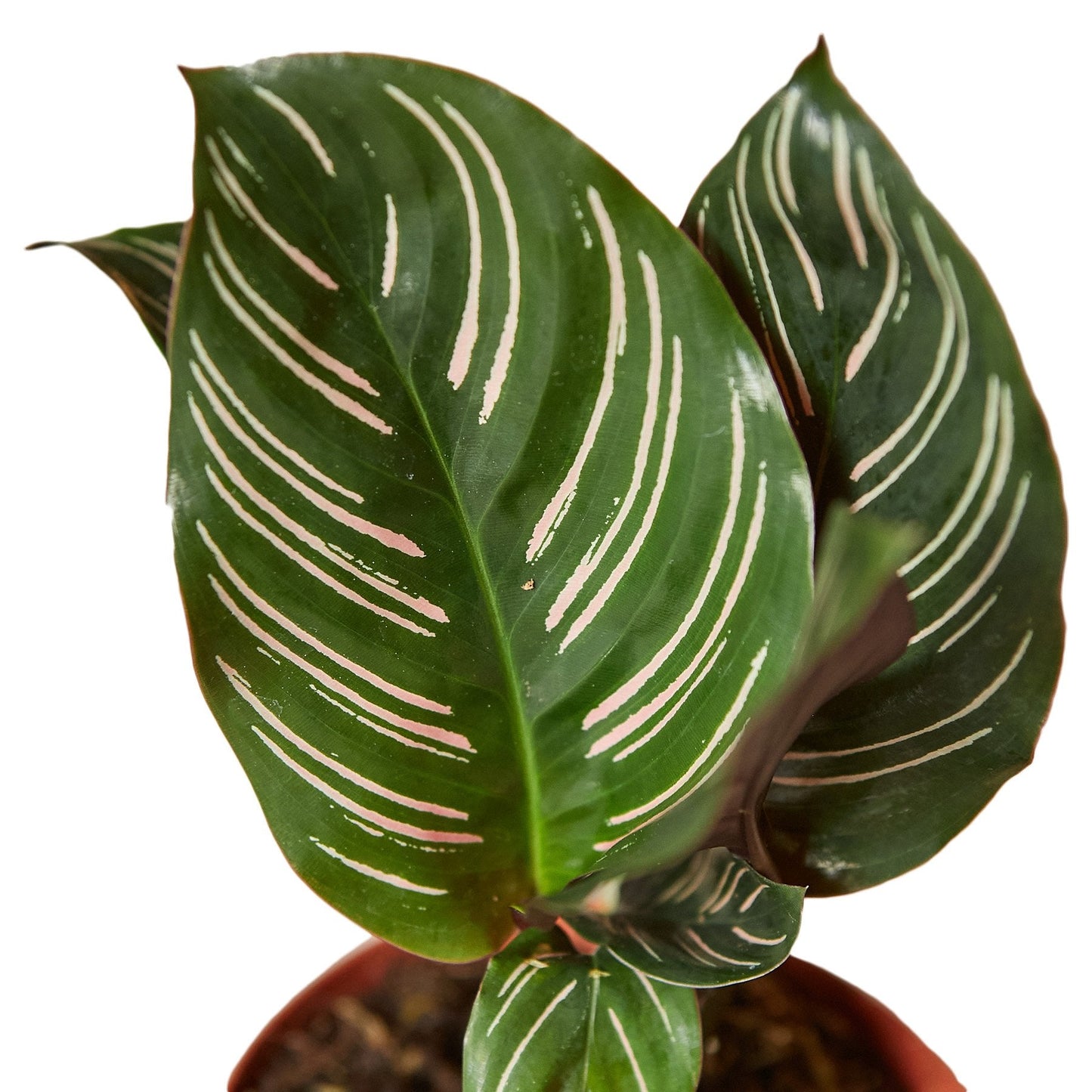 Calathea 'Ornata' close up