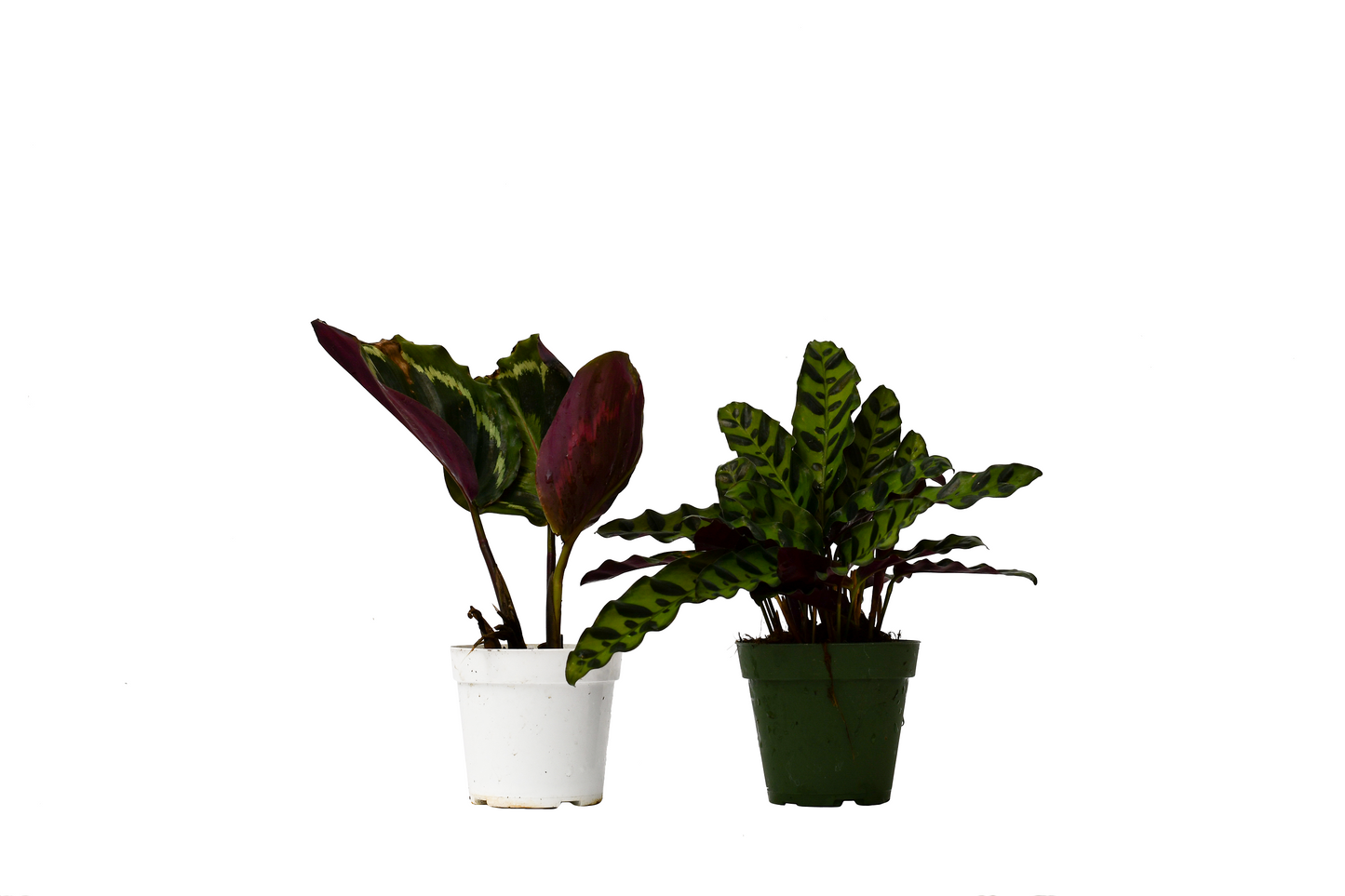 Calathea Variety Pack 4" Pots - 2pk