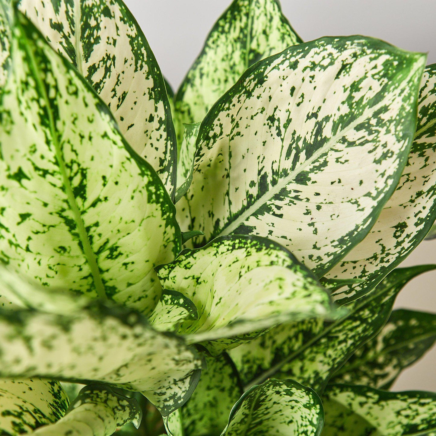 Aglaonema 'First Diamond' Chinese Evergreen