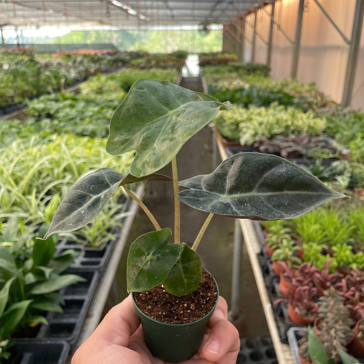 Polly Alocasia