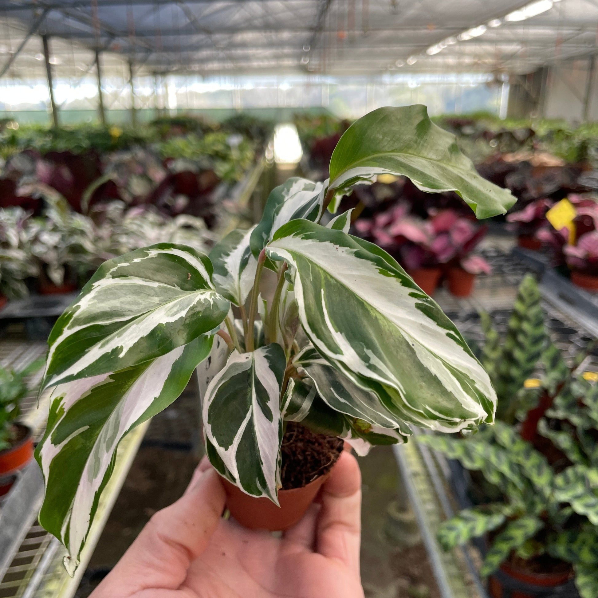 Calathea White Fusion 2"