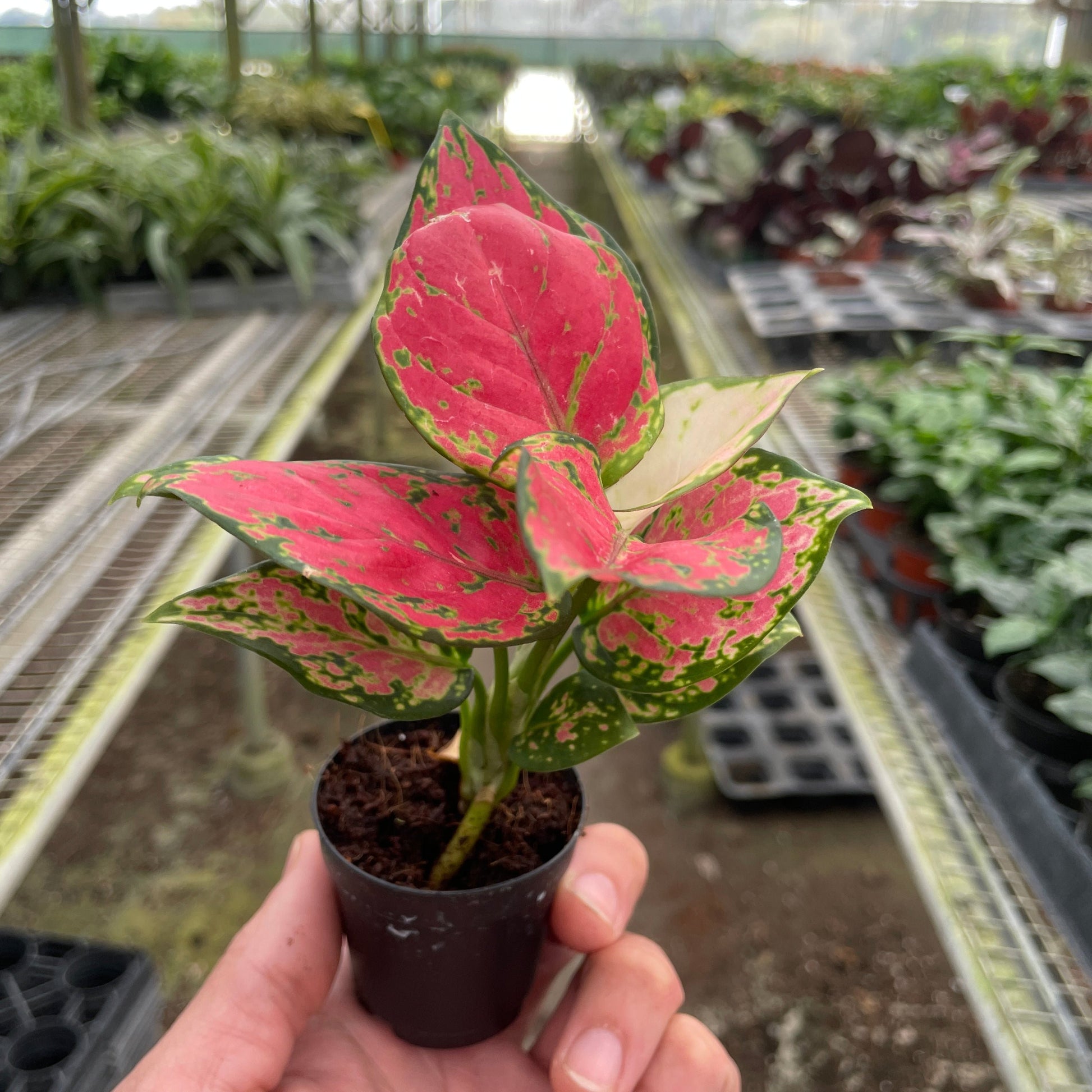 Aglaonema 'Lady Valentine' 2"