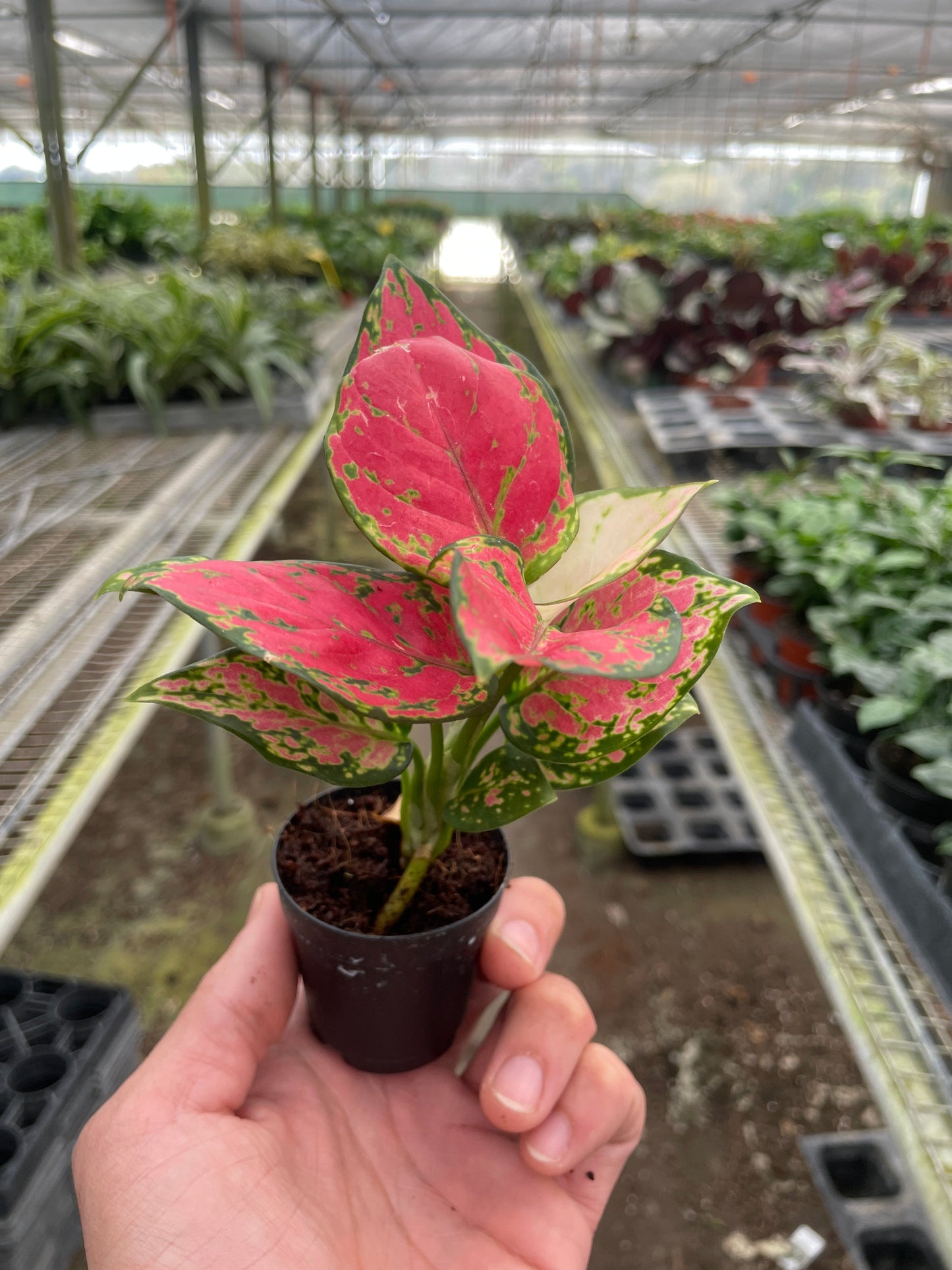 Aglaonema Lady Valentine Chinese Evergreen