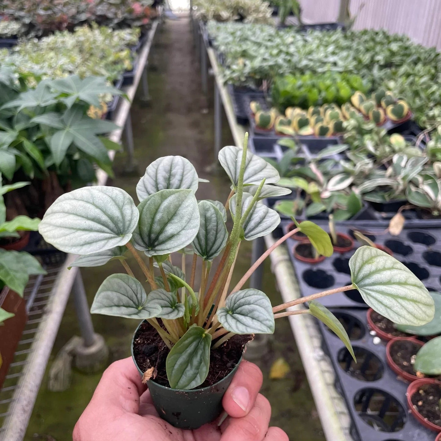 Peperomia Frost