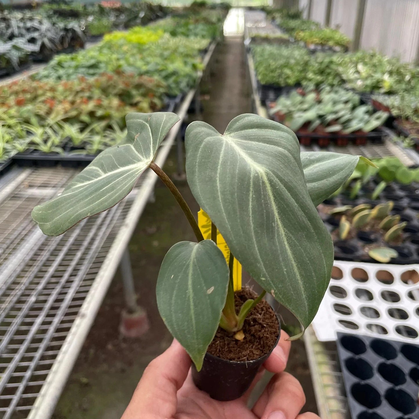 Philodendron Gloriosum 2"