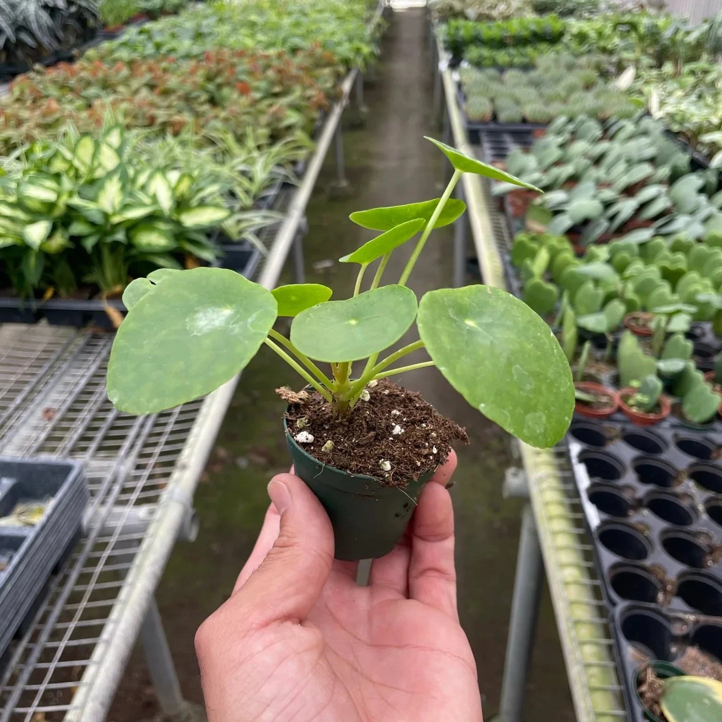 Pilea Peperomioides