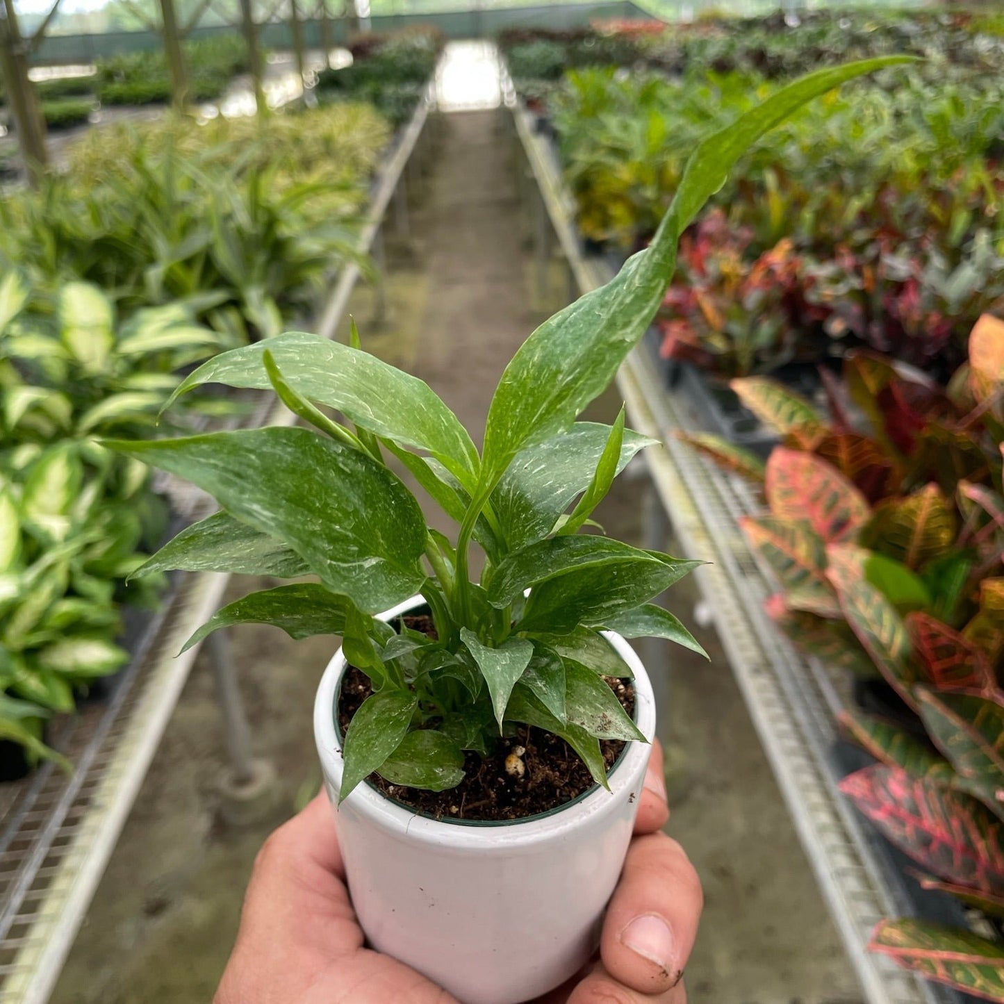 Domino Peace Lily 