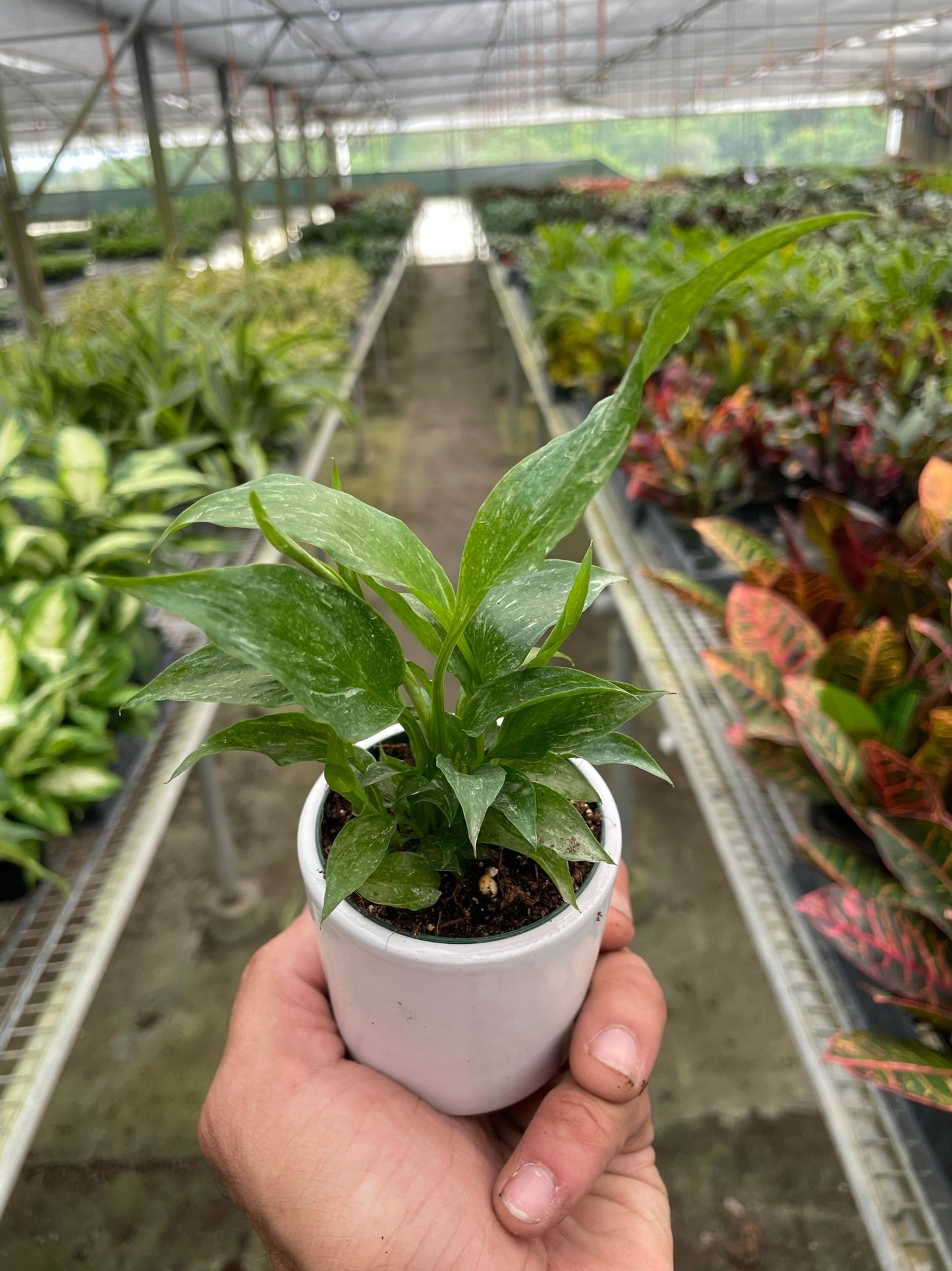 Variegated Peace Lily "Domino"