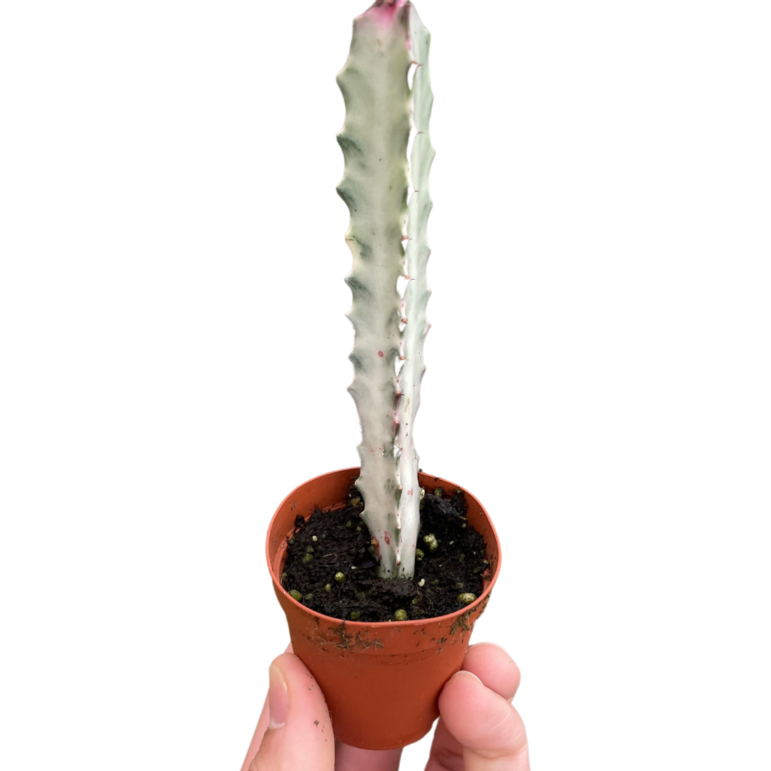 Succulent Euphorbia 'Dragon Bone' 2"