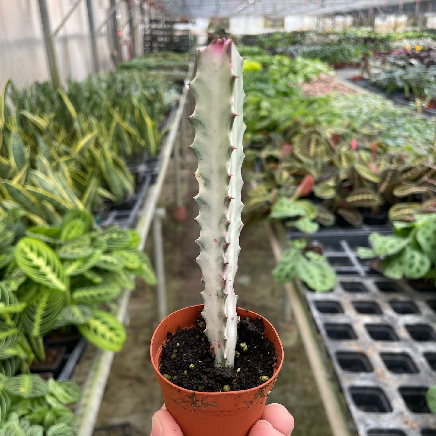 Succulent Euphorbia 'Dragon Bone' 2"