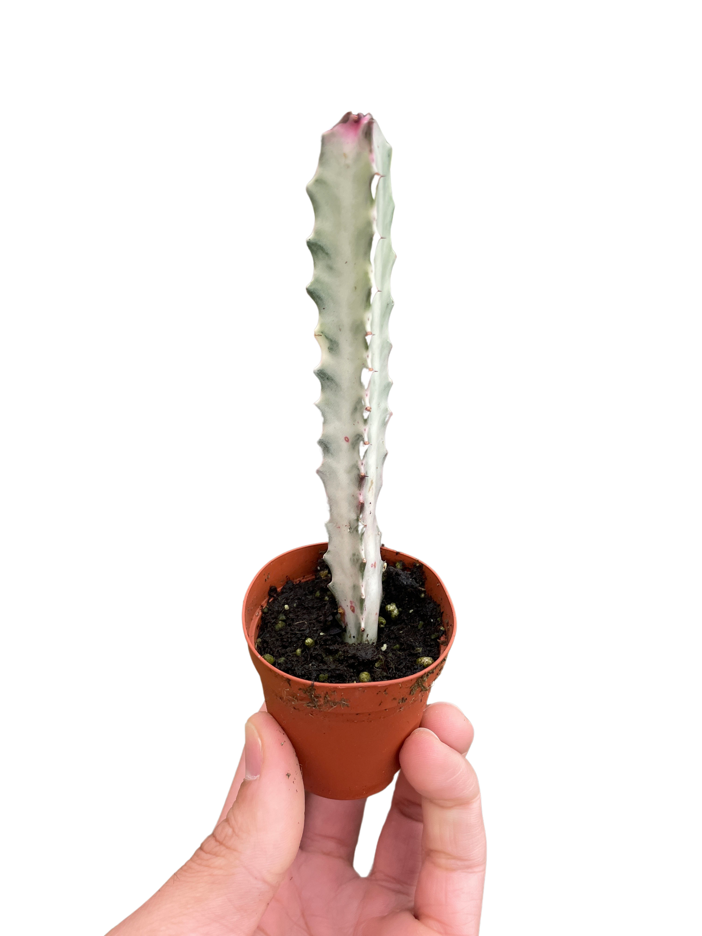 Euphorbia 'Dragon Bone'