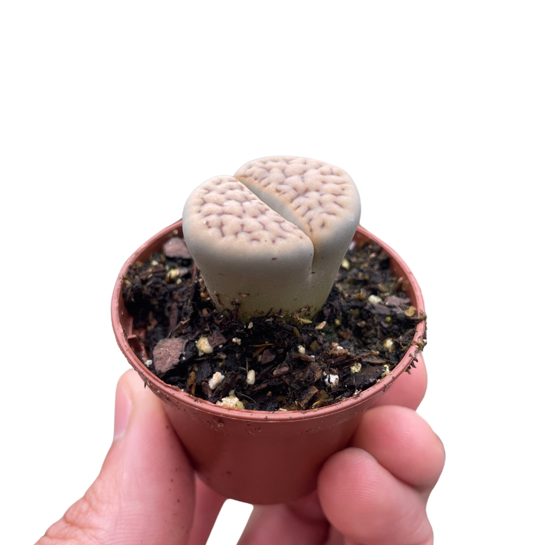 Living Stone Plant Lithops