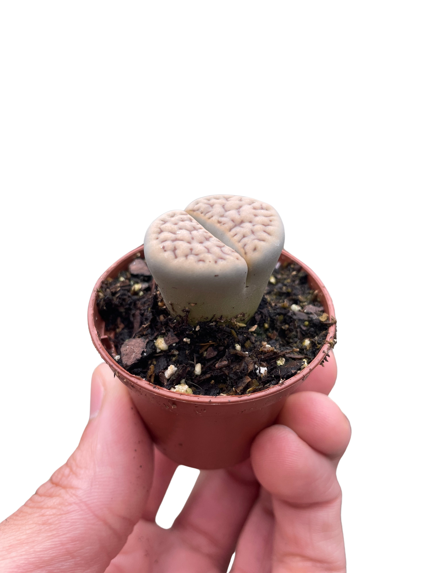 Living Stone Plant Lithops