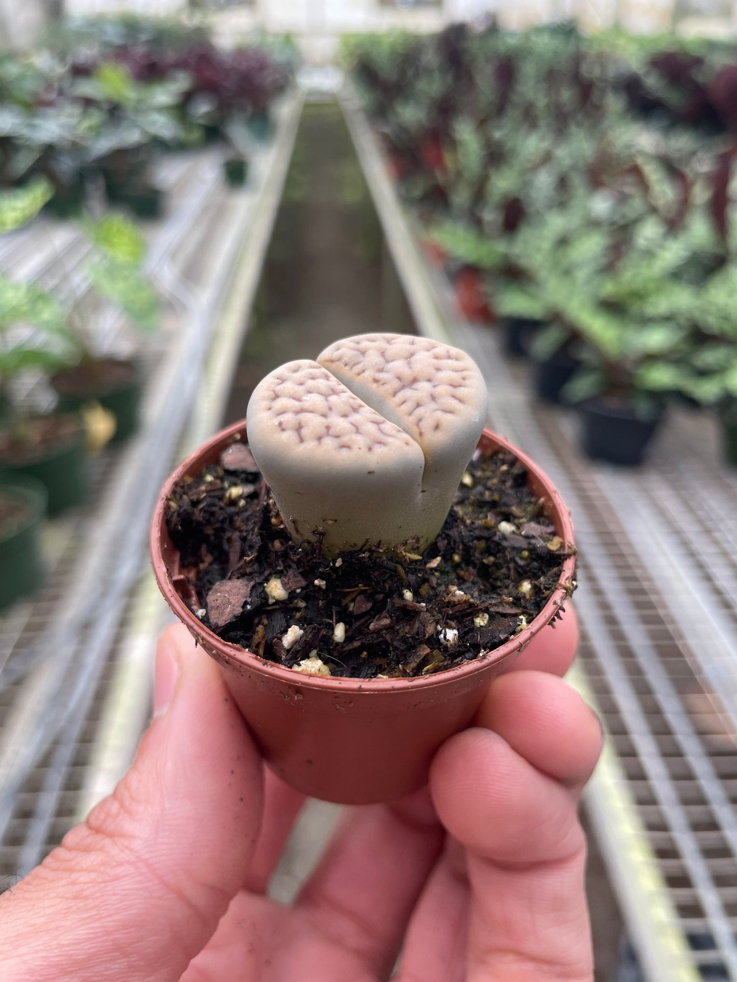 Living Stone Plant Lithops