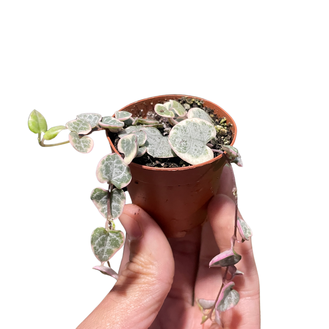 String of Hearts Variegated