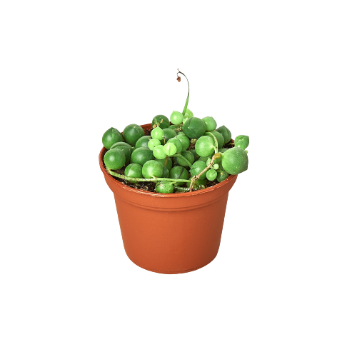 String of Pearls Succulent 2"