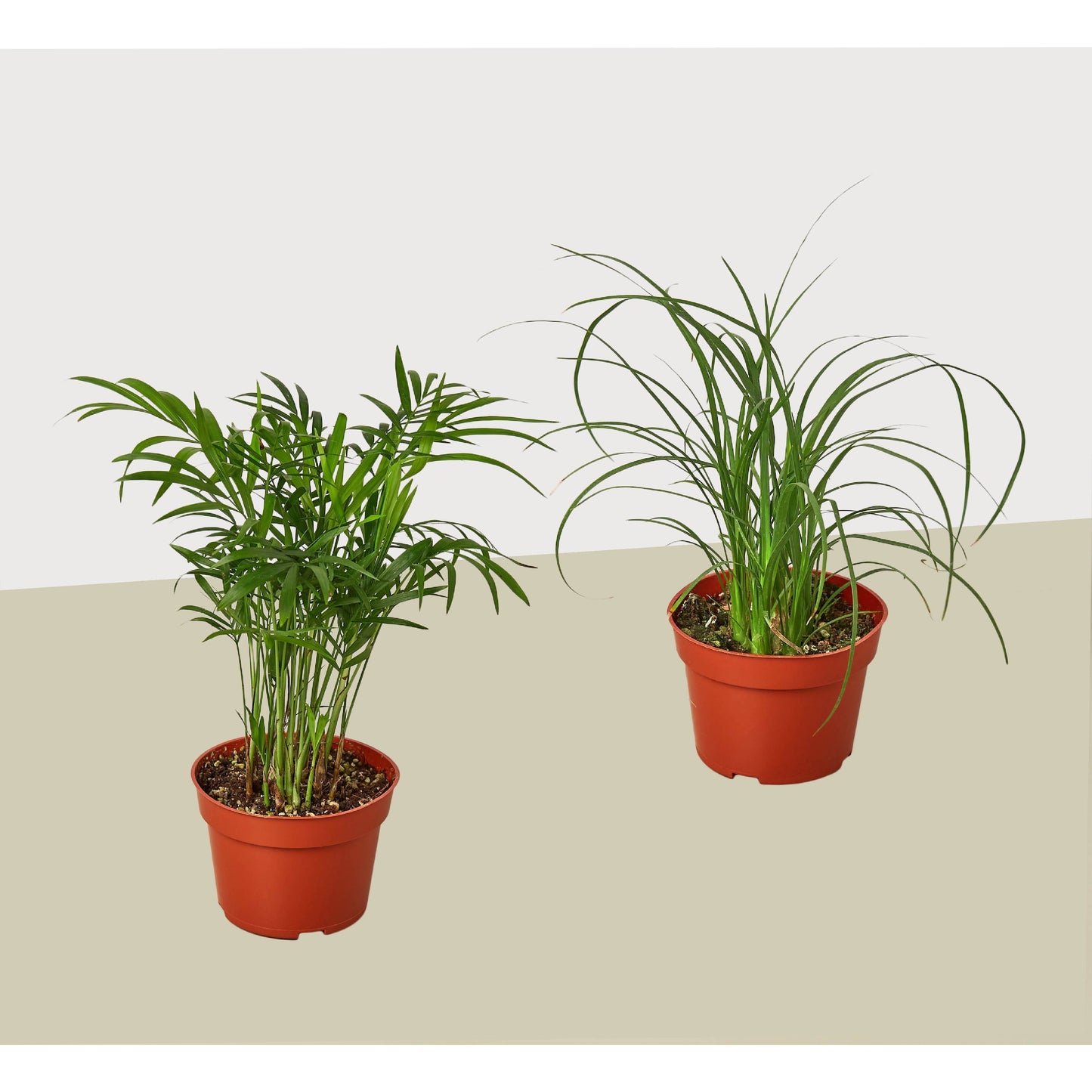 Palm Plants Variety 2 Pack