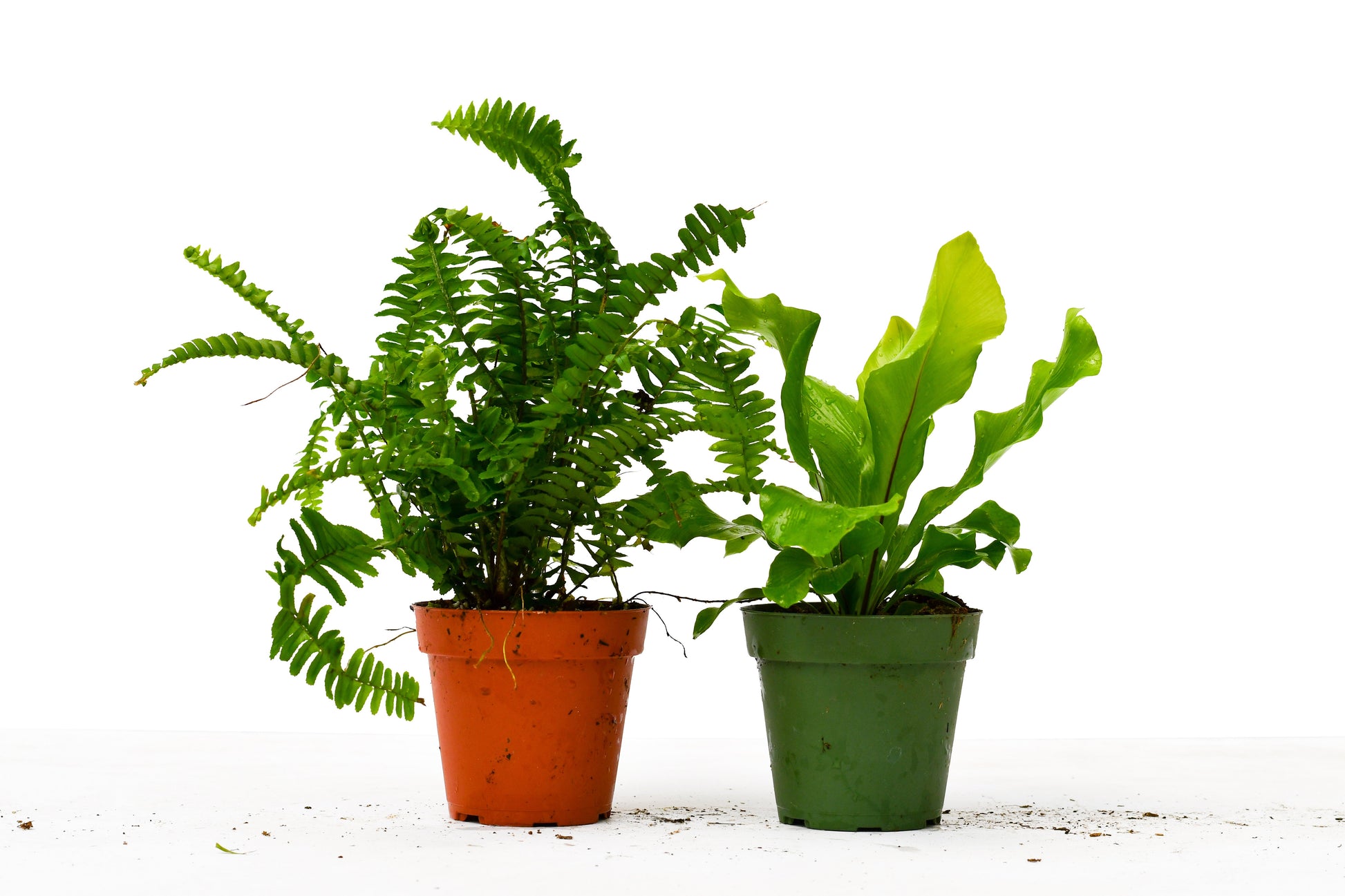 Ferns Pack of 2