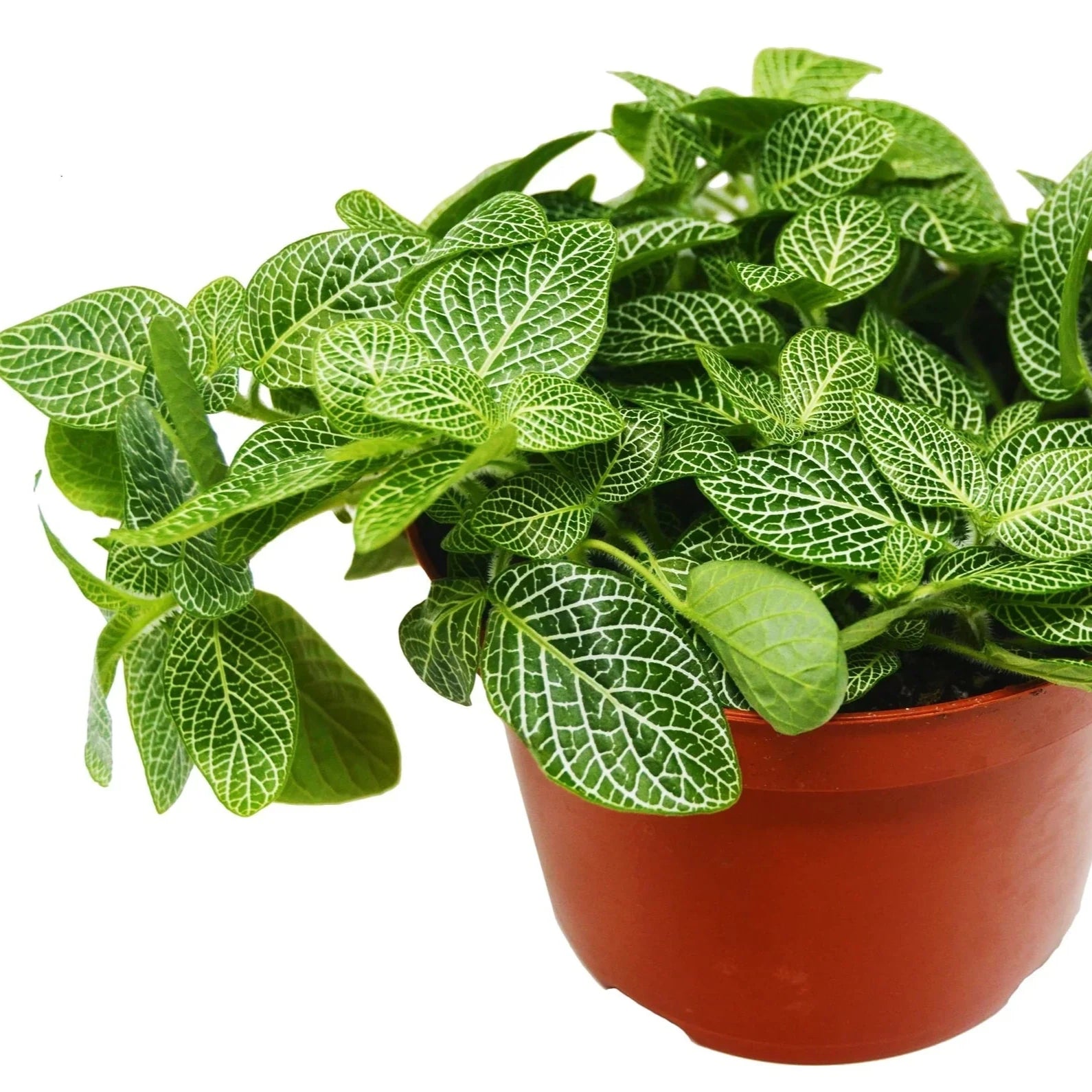 Fittonia 'White Nerve Plant' 6"