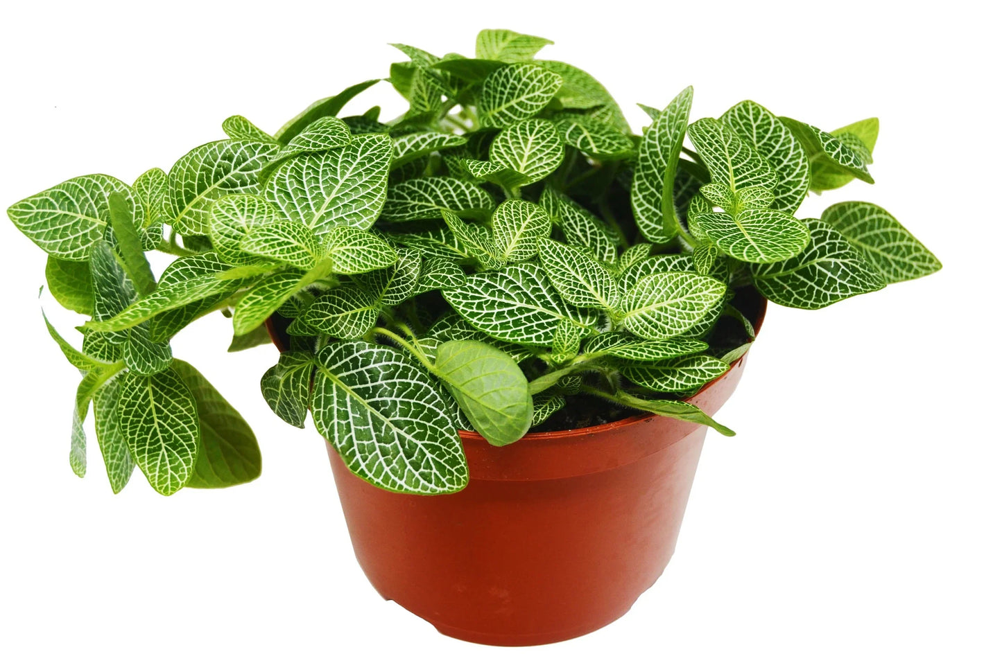 Fittonia 'White Nerve Plant'