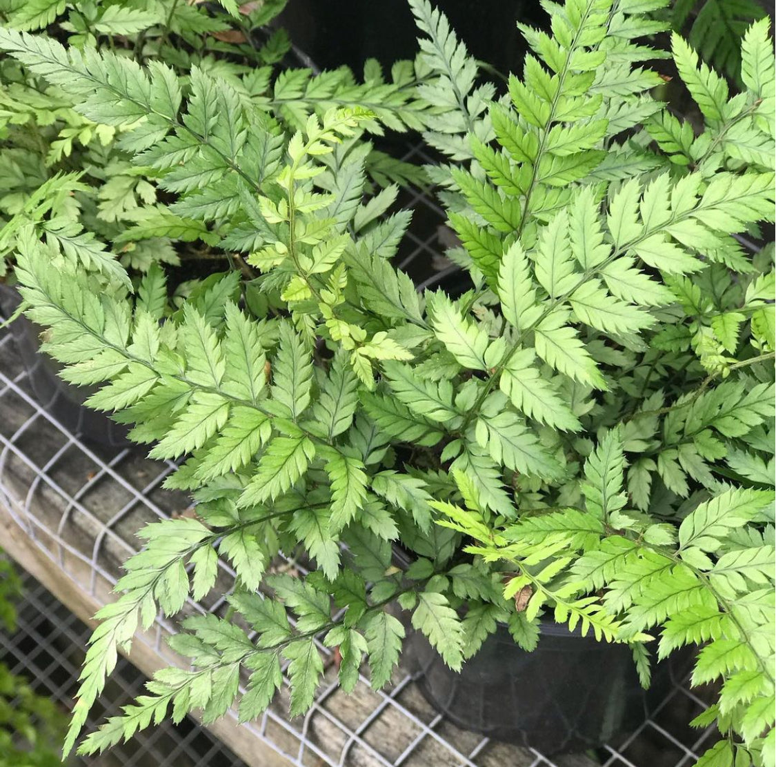 Korean Rock Fern