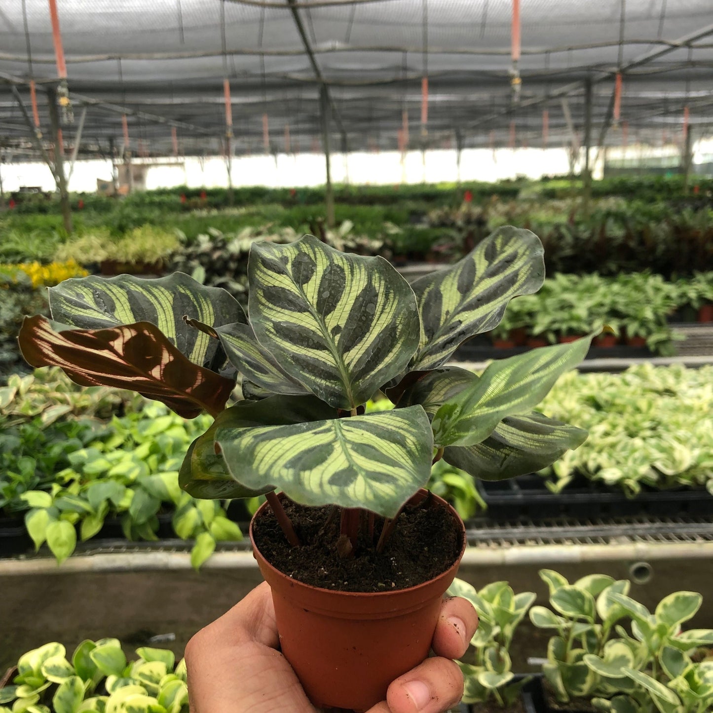 Calathea Makoyana