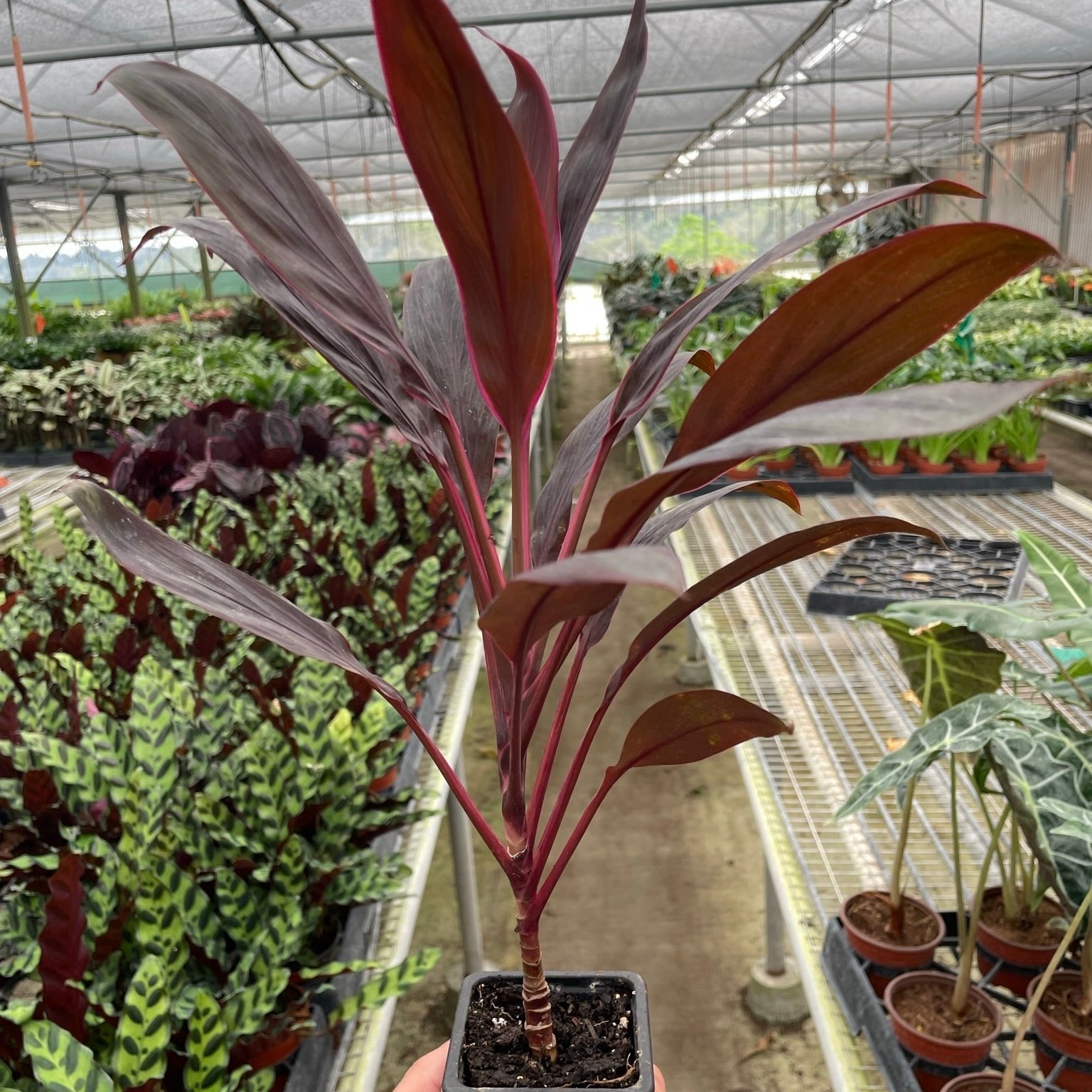 Cordyline 'Calypso Queen' 3"