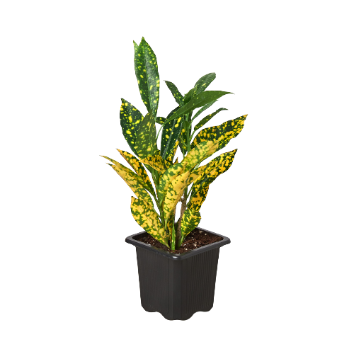 Green and Yellow Croton 3"