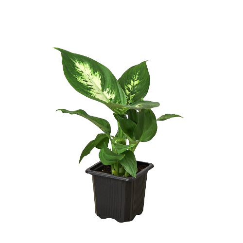 Dieffenbachia Camille 3"