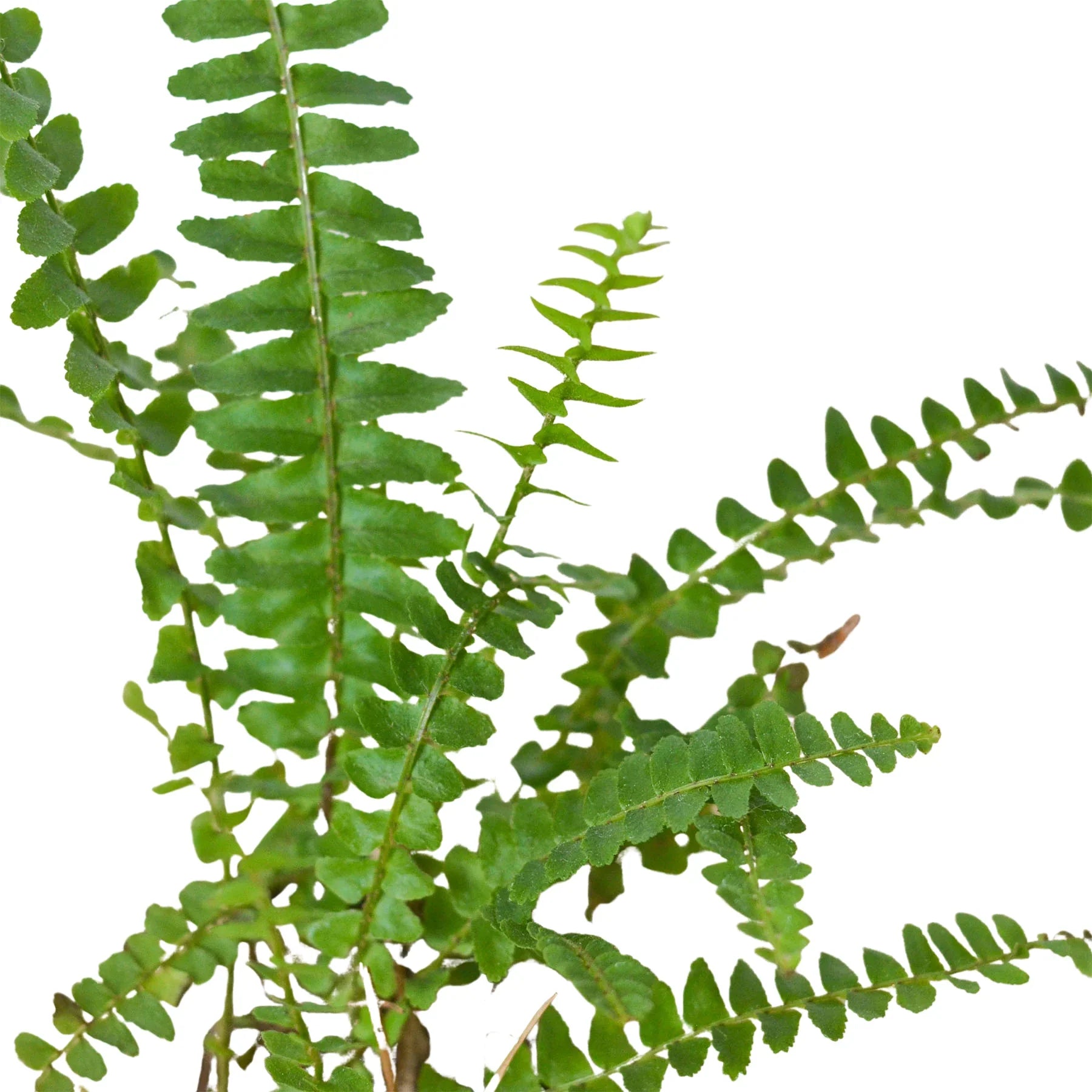 Boston Fern Close Up