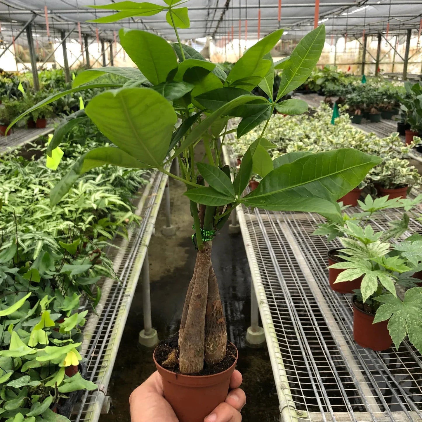 Pachira Braid Money Tree