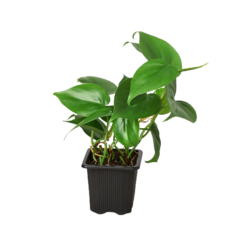 Philodendron Cordatum Heartleaf 2"