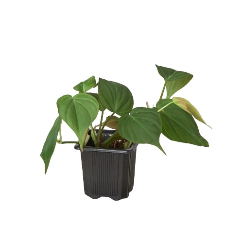 Philodendron Micans 3"