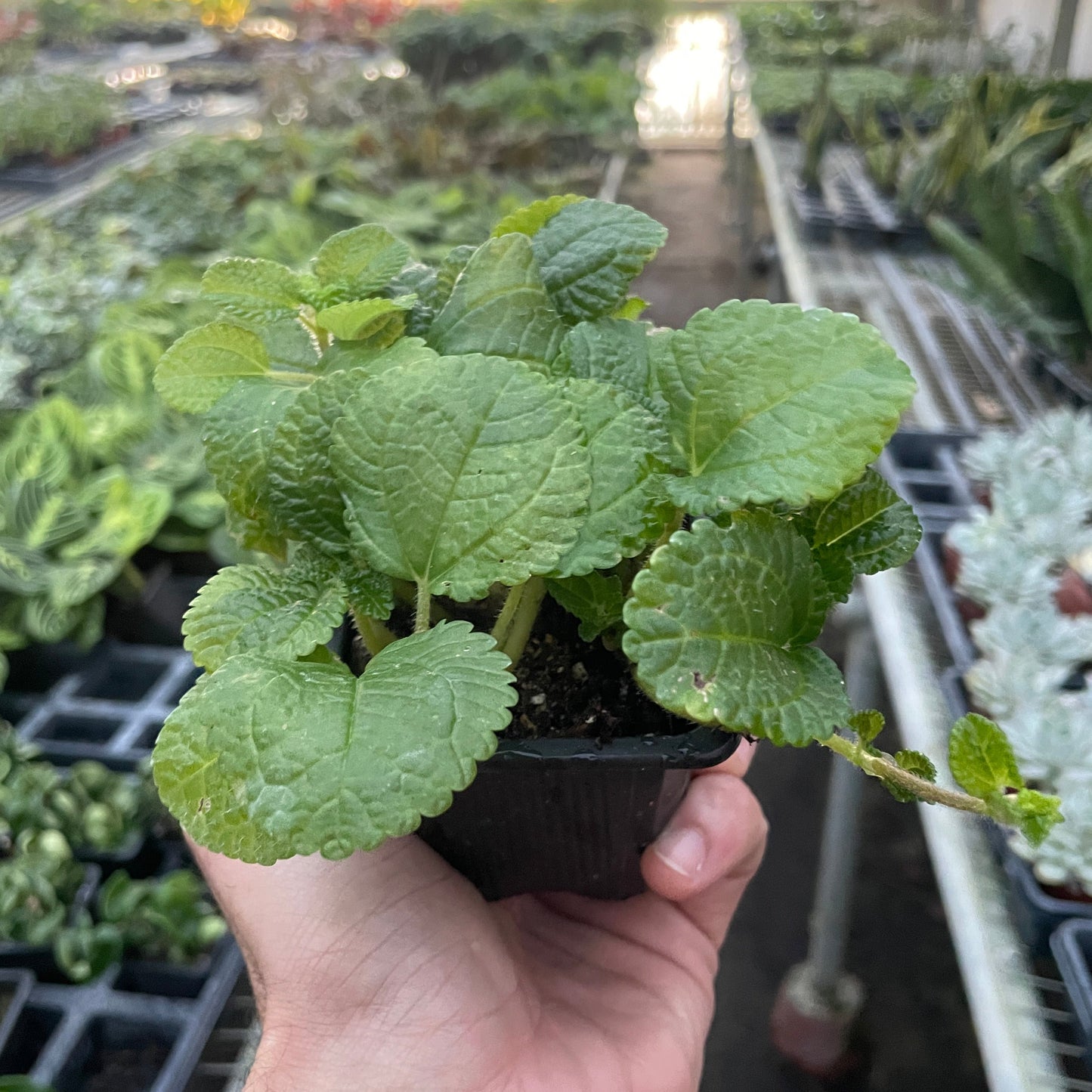 Crinkle Pilea