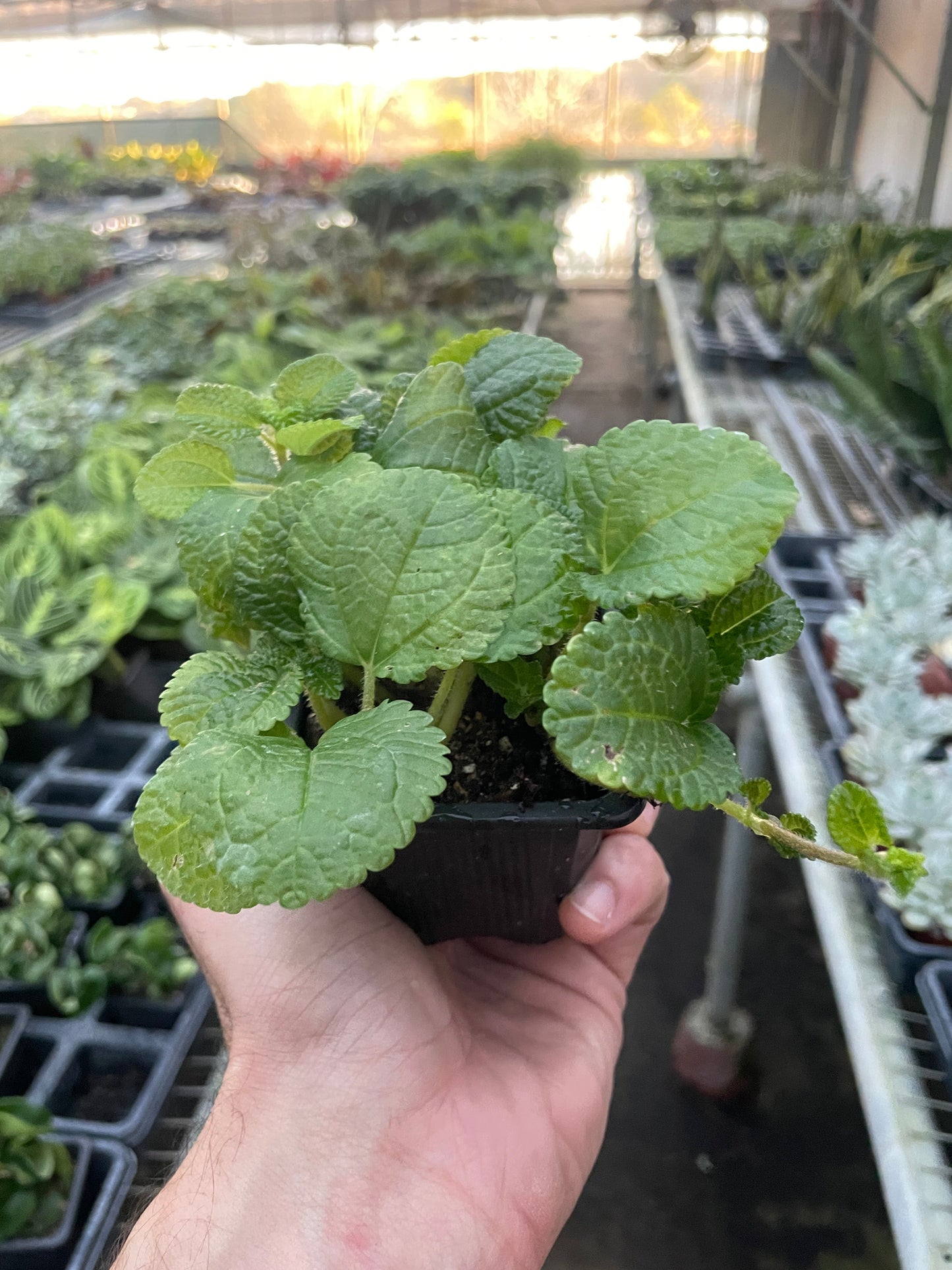 Pilea 'Crinkle'