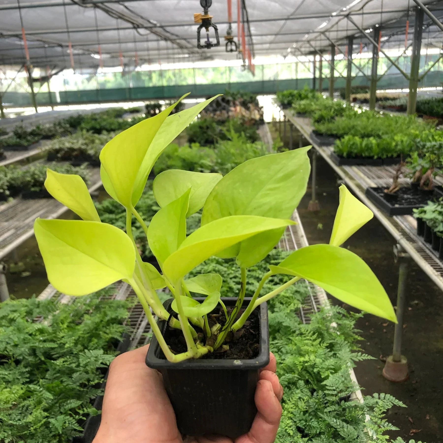 Epipremnum pinnatum neon pothos 3"