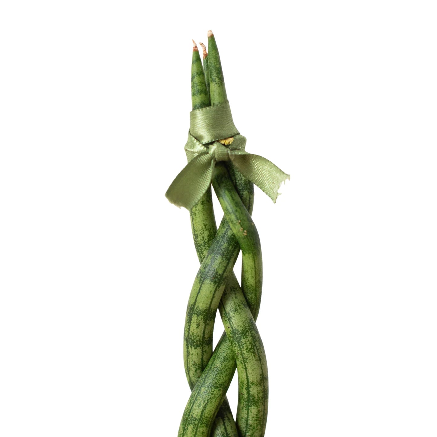 Snake Plant Braided