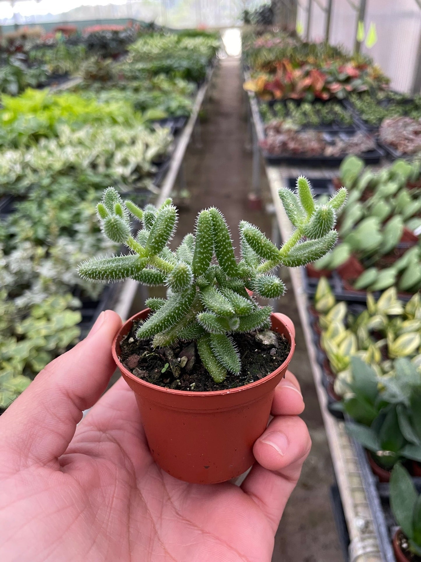 Pickle Plant Succulent