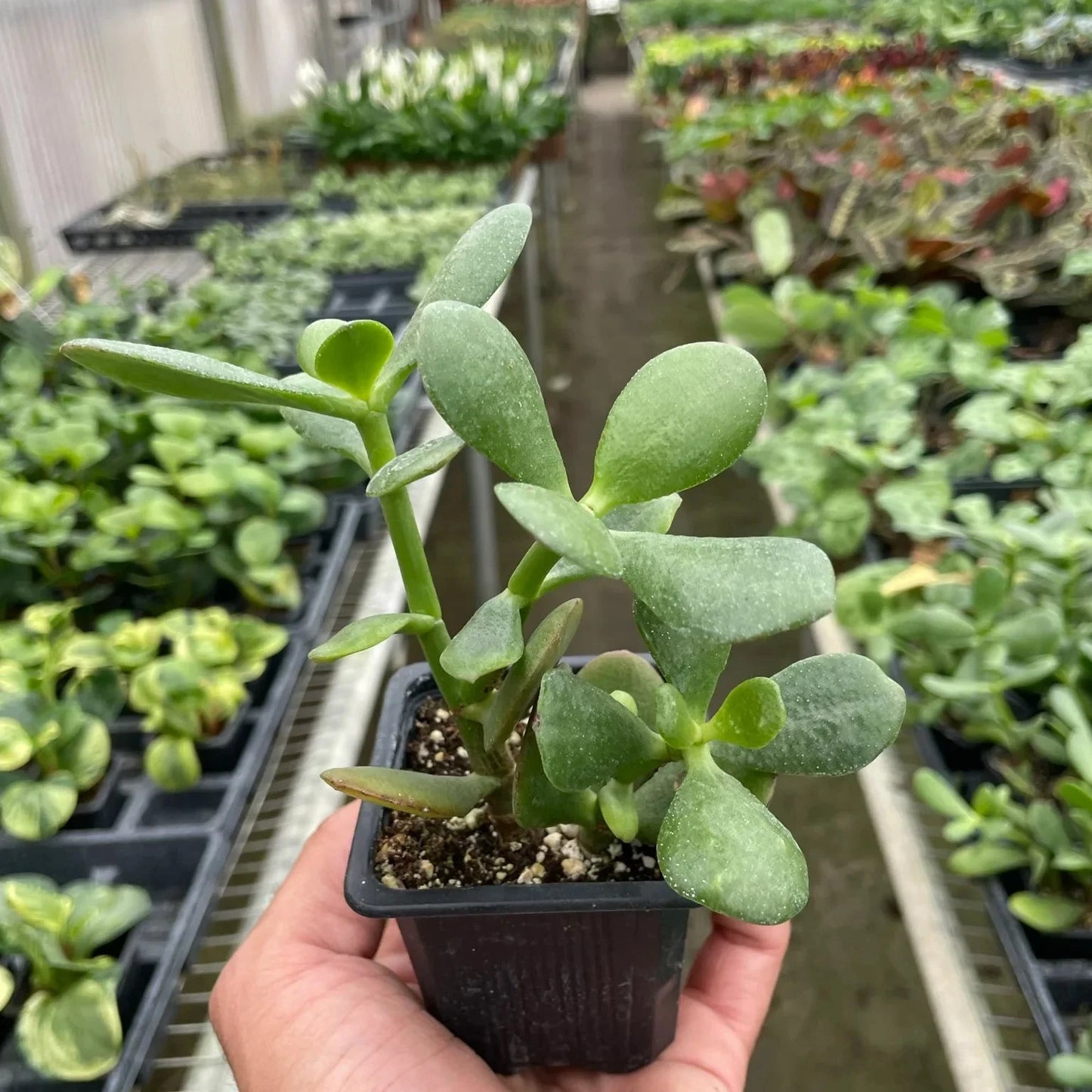 Jade Plant Crassula Ovata