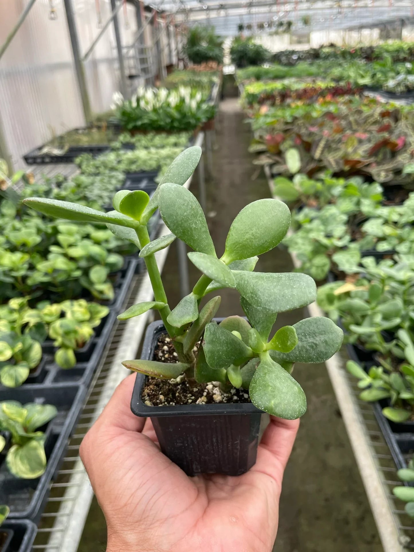 Jade Plant Crassula Ovata