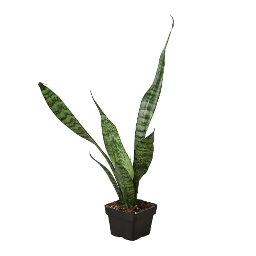 Zeylanica Snake Plant