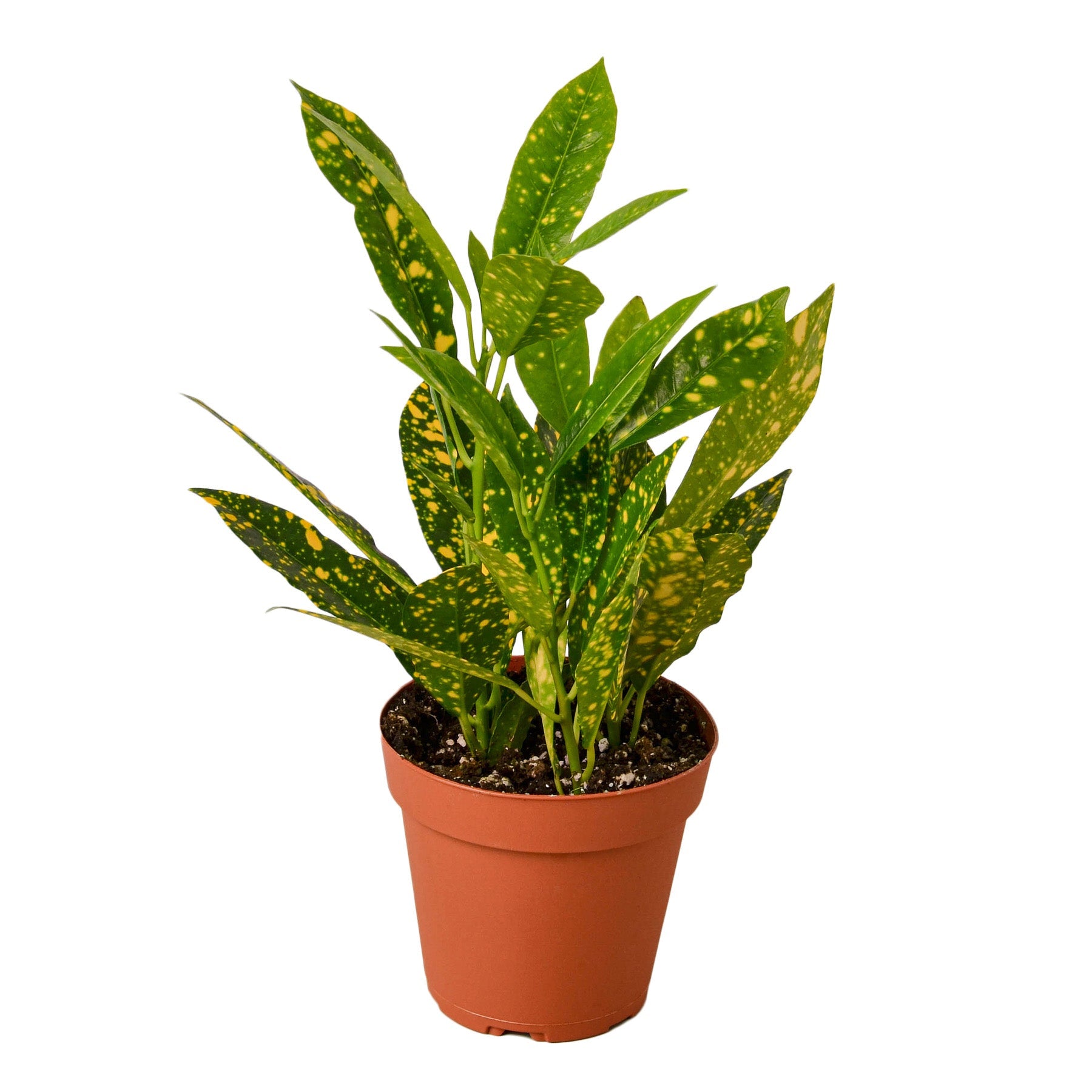 Gold Dust Croton 4"