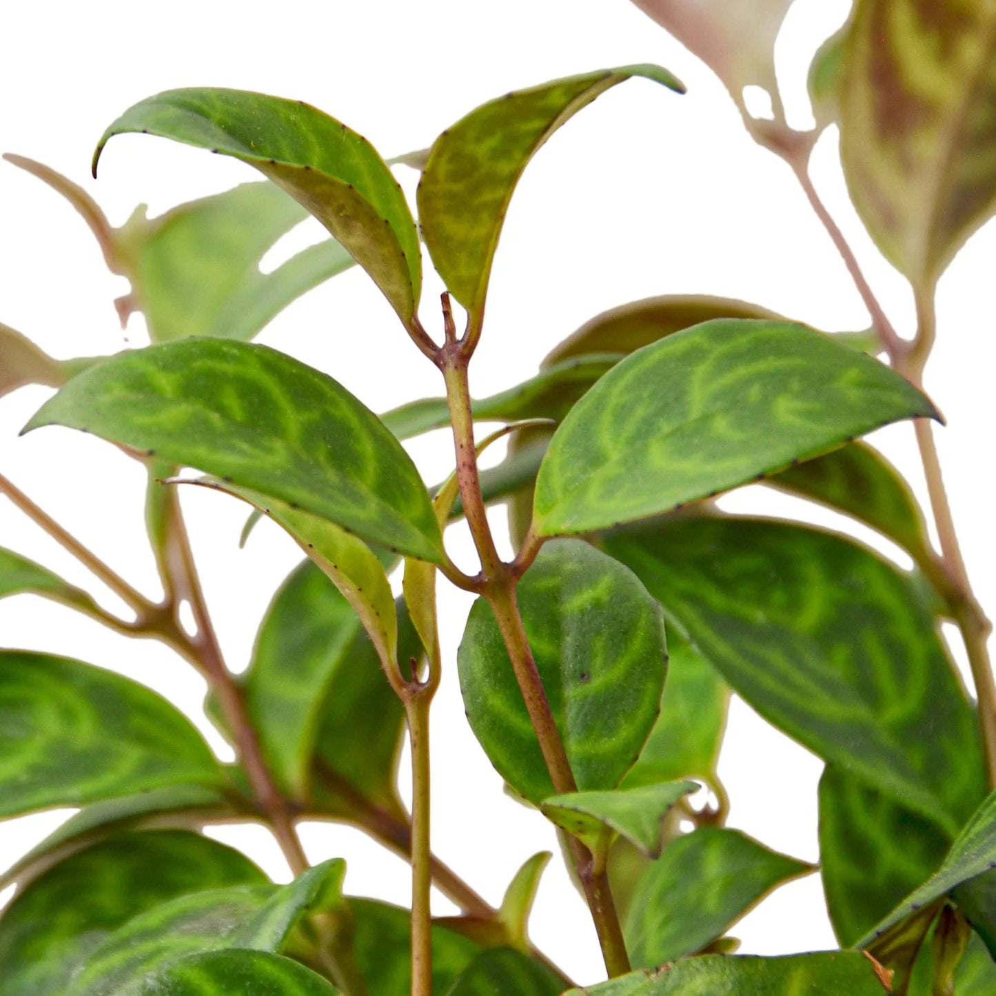 Lipstick Plant Black Pagoda